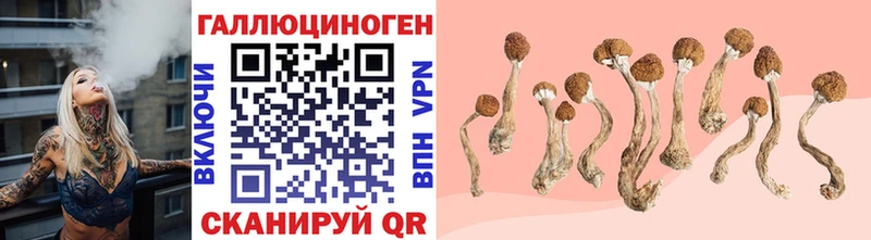 Купить  Никольское  Псилоцибиновые грибы Psilocybe 